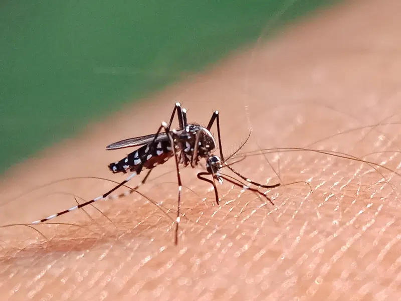 continuous rise in dengue cases in Islamabad