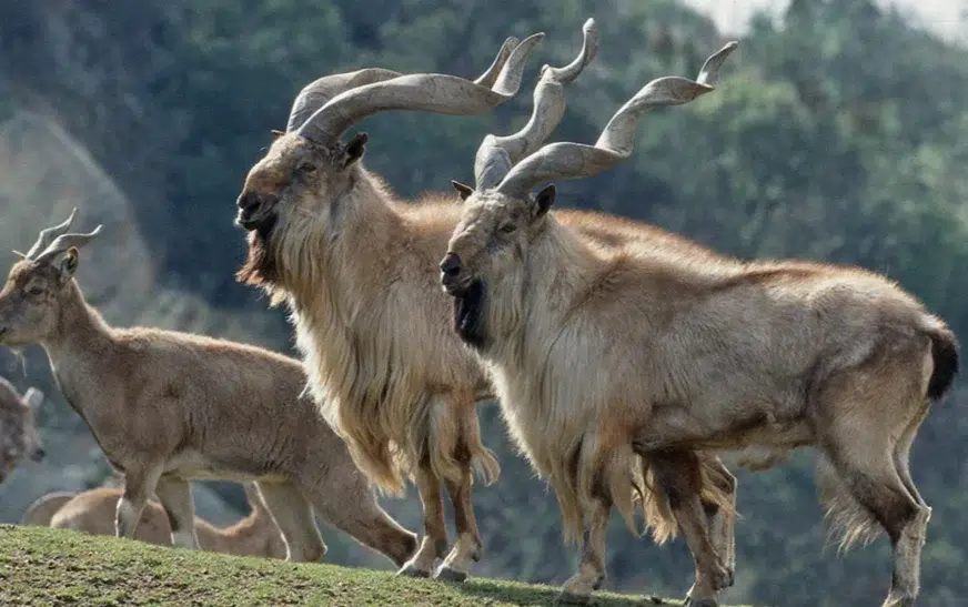 Markhor hunting permits sold for record-breaking amount