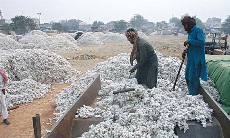 Pakistan becomes top buyer of US cotton