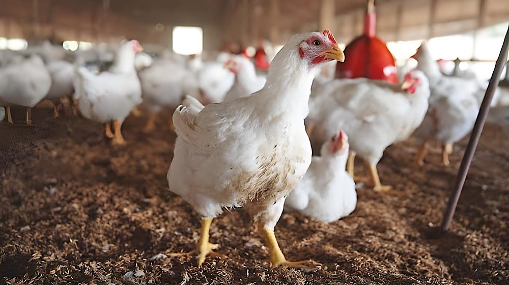 Chicken prices drop, eggs rise further