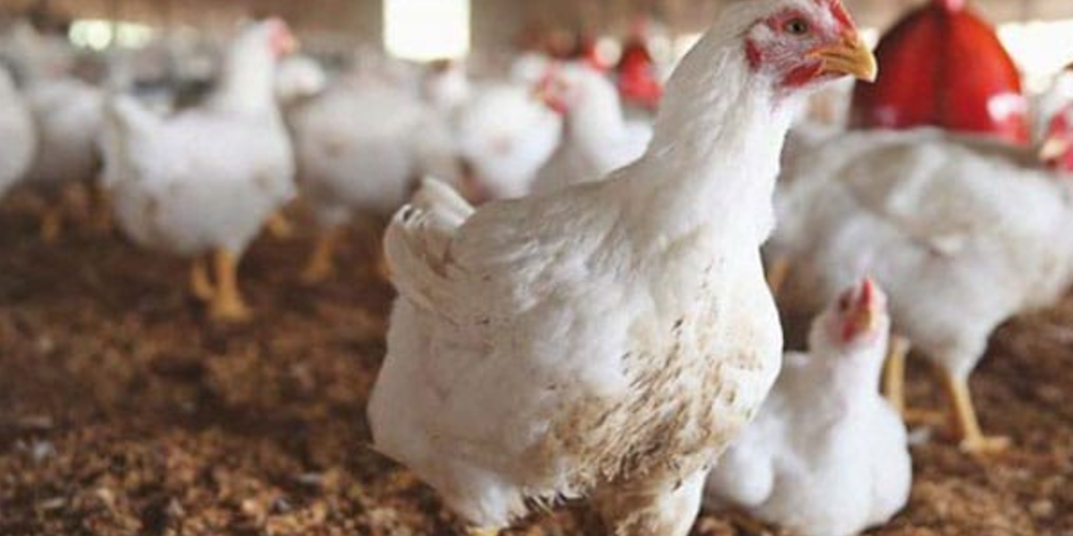 Chicken prices go up in Lahore