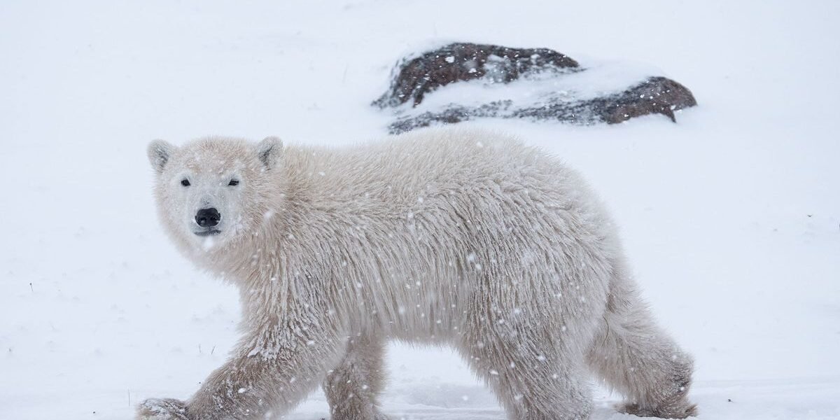 Polar bears’ feet injured by changing Arctic Ice conditions: study