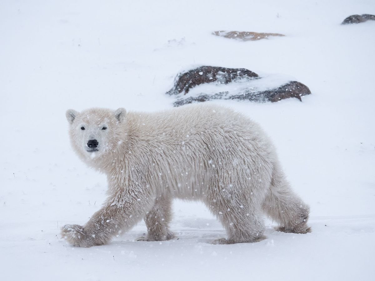 Polar bears’ feet injured by changing Arctic Ice conditions: study