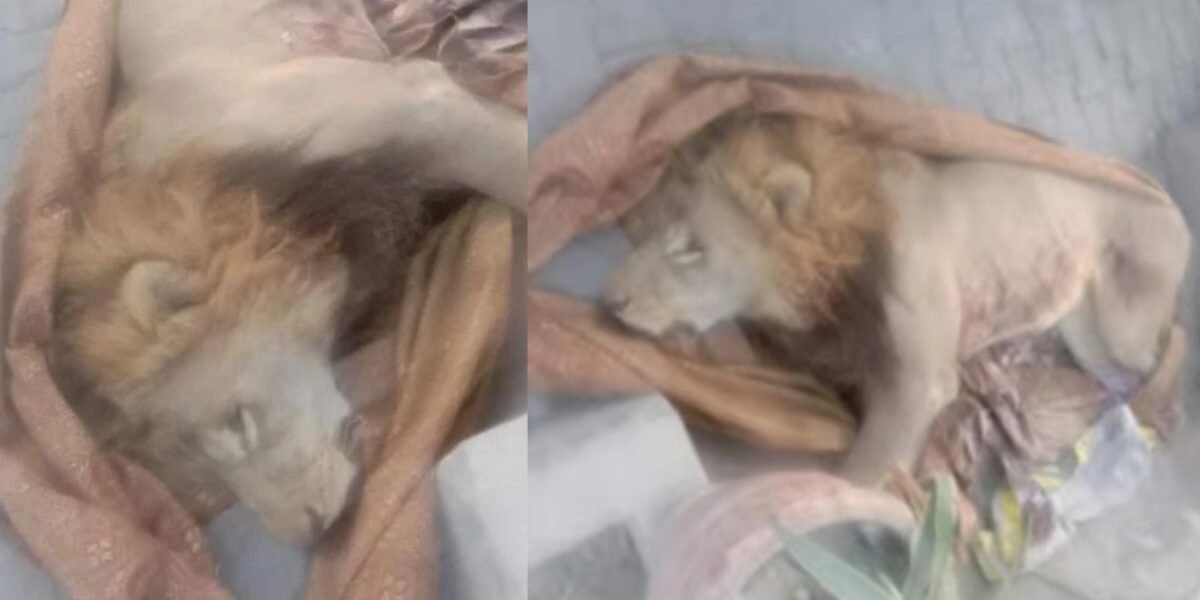 Pet lion shot dead after escaping in Lahore