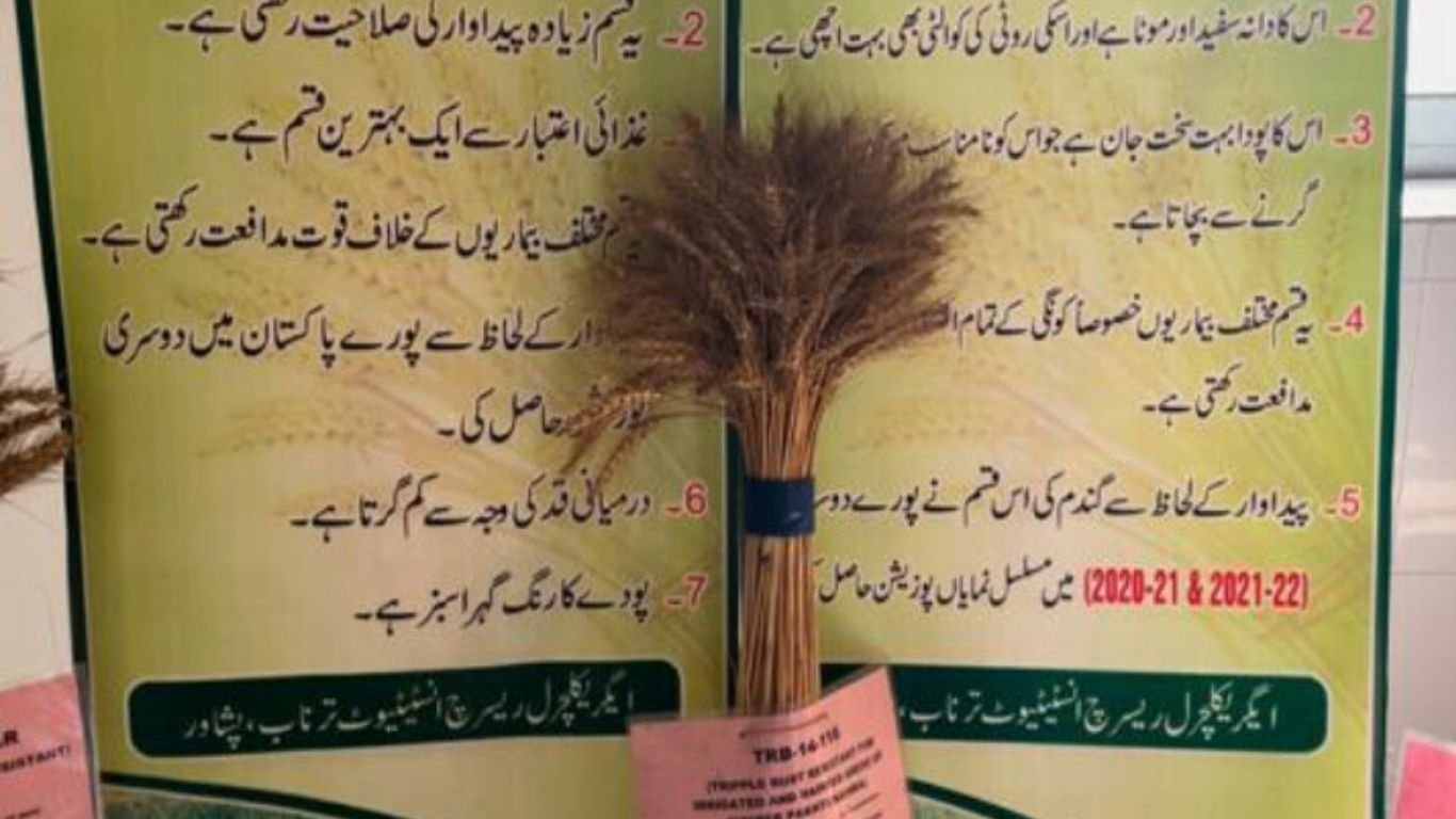 Scientists unveil three climate-resilient wheat varieties in KP