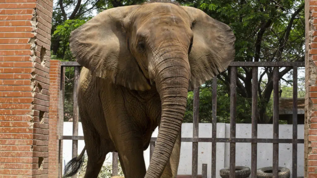 Karachi Mayor orders probe into elephant Sonia’s sudden death at Safari Park