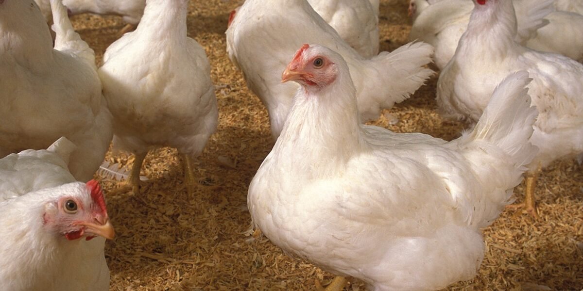 Chicken prices skyrocket, nearly doubling in just one week