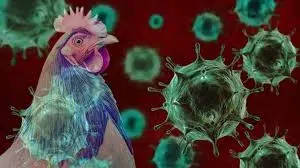 US records first human death From bird flu