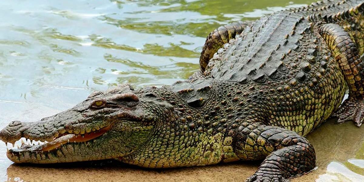 Pakistan starts crocodile farming