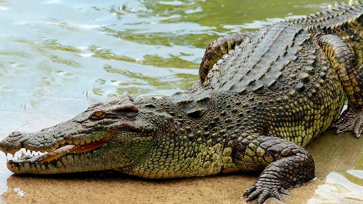 Pakistan starts crocodile farming